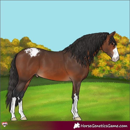 Horse Color:Brown Appaloosa 