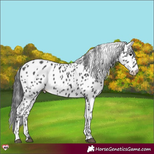 Horse Color:Black Appaloosa 