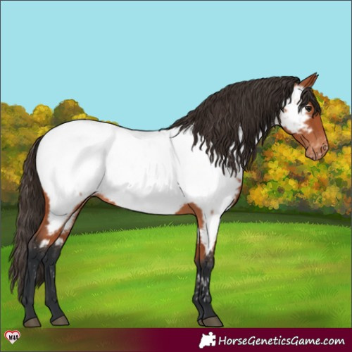 Horse Color:Bay Snowcap 