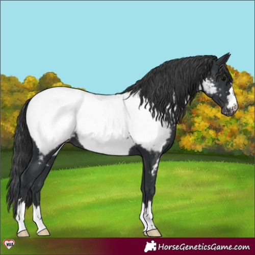 Horse Color:Black Snowcap 