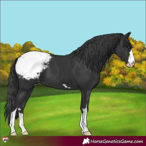 Horse Color:Black Appaloosa 