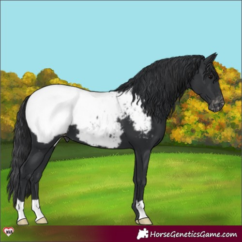 Horse Color:Black Snowcap 