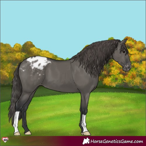 Horse Color:Grullo Varnish 
