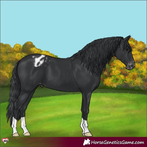 Horse Color:Black Varnish 