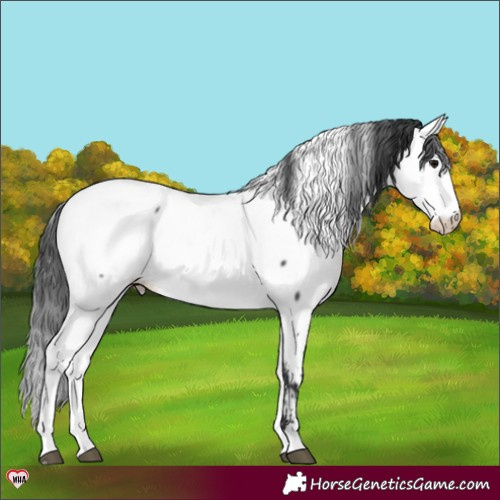Horse Color:Black Fewspot Rabicano 