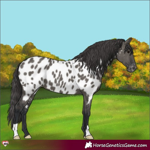 Horse Color:Grullo Near Leopard 