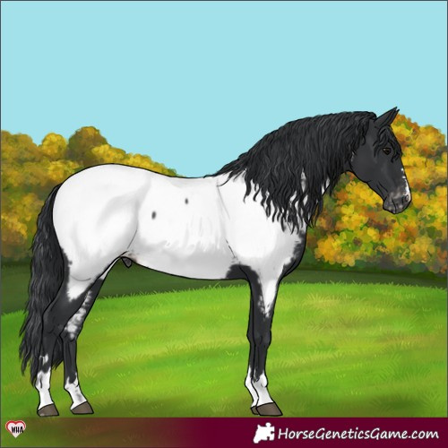Horse Color:Black Snowcap 
