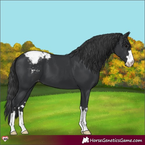 Horse Color:Black Appaloosa 