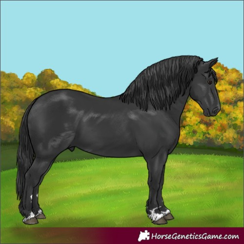 Horse Color:Black 