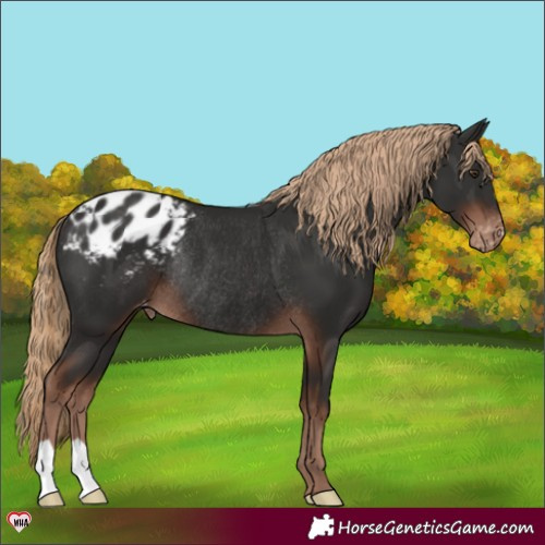 Horse Color:Liver Chestnut Varnish Rabicano 