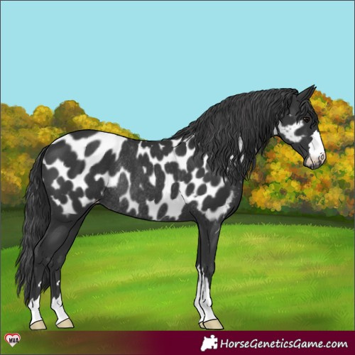 Horse Color:Black Near Leopard Rabicano 
