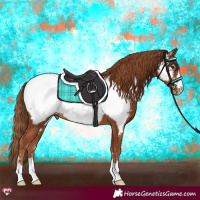 Horse Color:Chestnut Appaloosa 