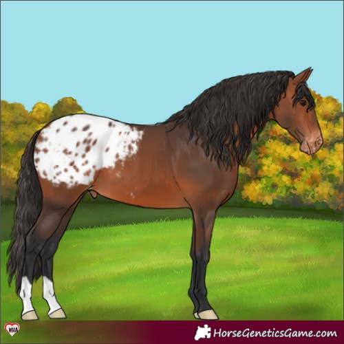 Horse Color:Bay Blanket 