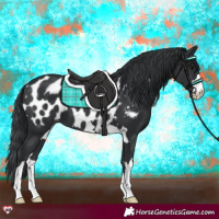 Horse Color:Black Appaloosa 