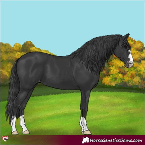 Horse Color:Black Varnish 