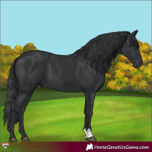 Horse Color:Black 