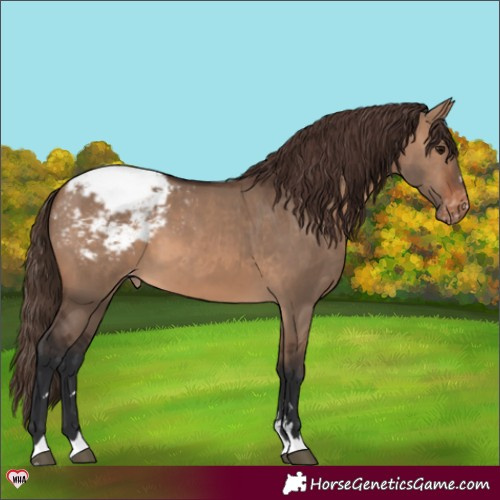 Horse Color:Brown Dun Appaloosa 