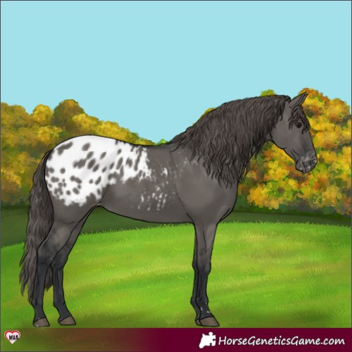 Horse Color:Grullo Appaloosa 