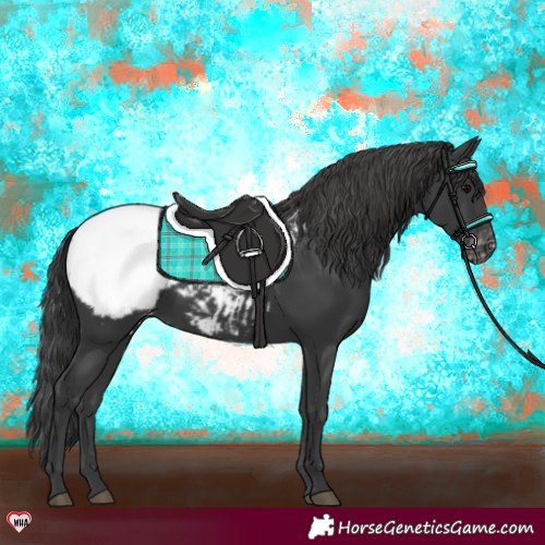 Horse Color:Black Appaloosa 