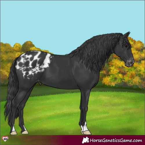 Horse Color:Black Blanket 