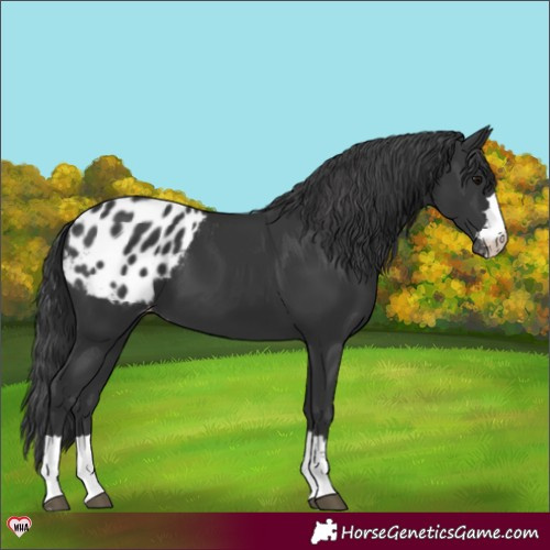 Horse Color:Black Blanket 