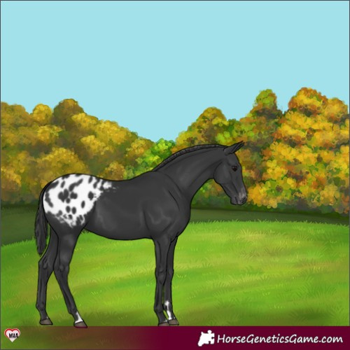 Horse Color:Black Blanket 