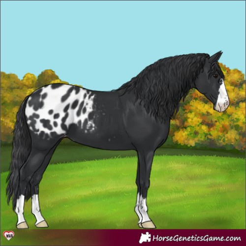 Horse Color:Black Blanket 