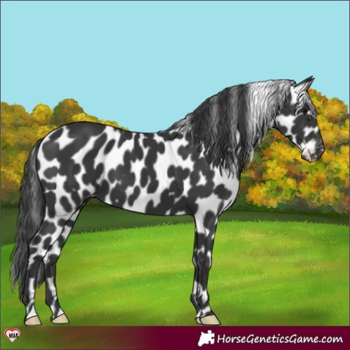 Horse Color:Black Leopard 