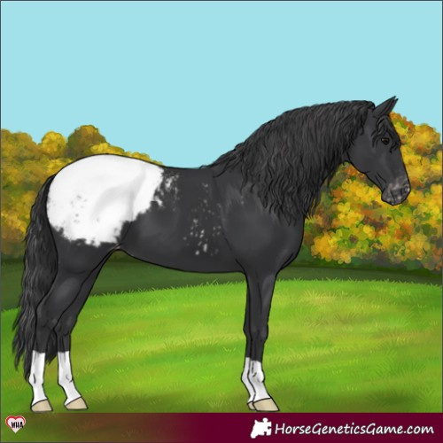 Horse Color:Black Snowcap 