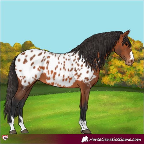 Horse Color:Bay Near Leopard 