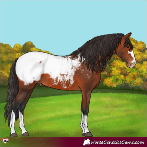Horse Color:Bay Snowcap 