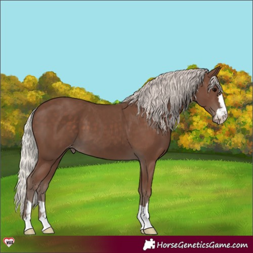 Horse Color:Silver Black Varnish 