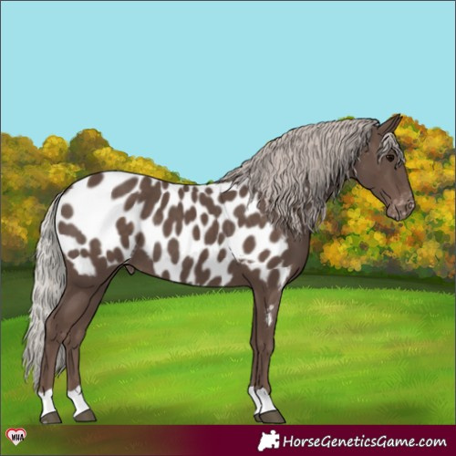 Horse Color:Silver Black Near Leopard 