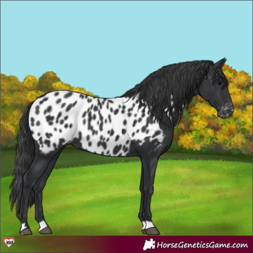 Horse Color:Black Near Leopard 