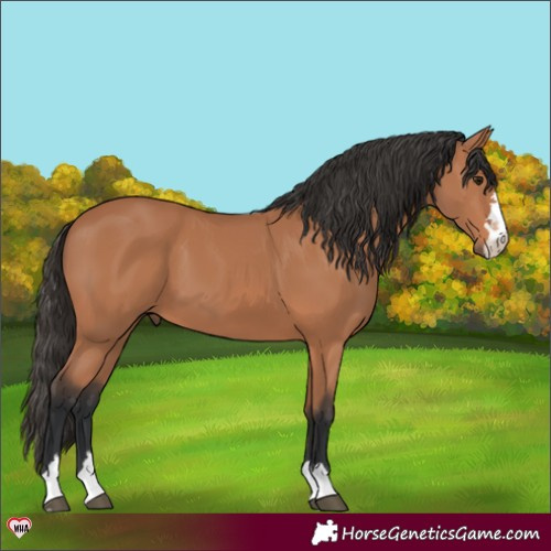 Horse Color:Bay 