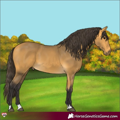 Horse Color:Buckskin 