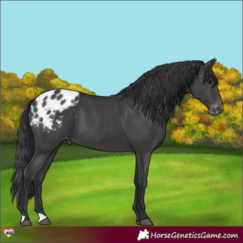 Horse Color:Black Blanket 
