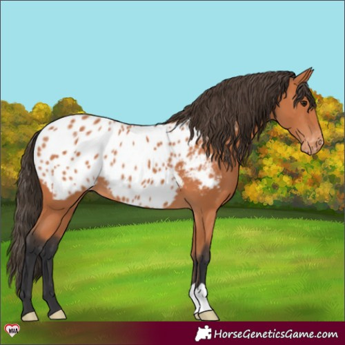 Horse Color:Bay Blanket 