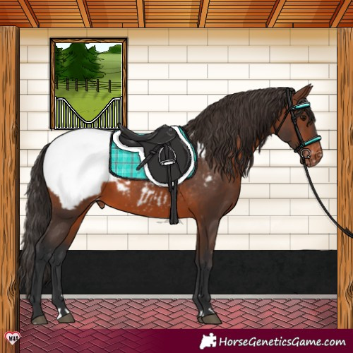 Horse Color:Brown Appaloosa 