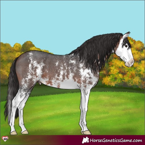 Horse Color:Brown Sabino Splash Varnish 