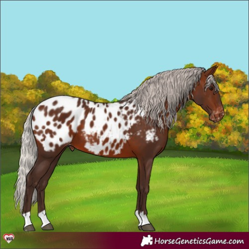 Horse Color:Silver Brown Appaloosa 