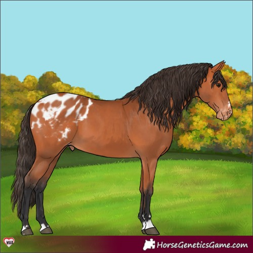 Horse Color:Bay Blanket 