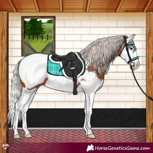 Horse Color:Silver Brown Splash Snowcap