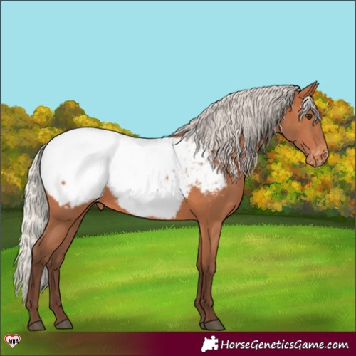 Horse Color:Silver Bay Appaloosa 