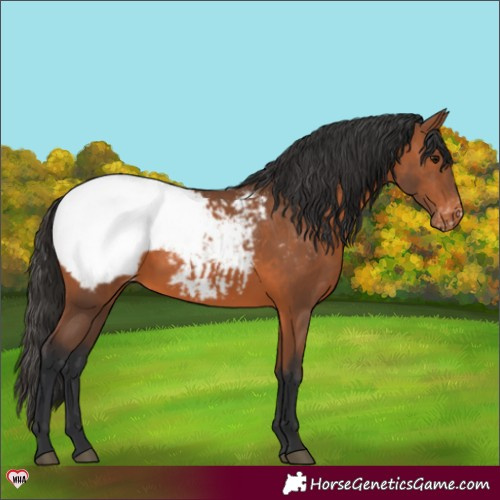 Horse Color:Bay Appaloosa 