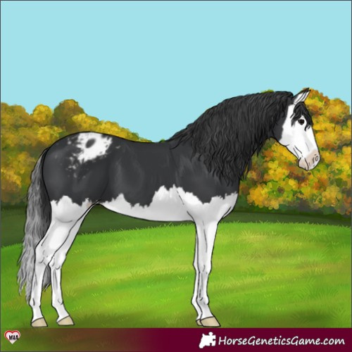 Horse Color:Black Splash Appaloosa 