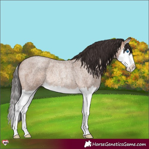 Horse Color:Sable Champagne Roan Splash Rabicano 