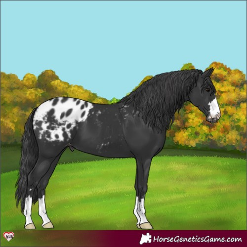 Horse Color:Black Appaloosa 