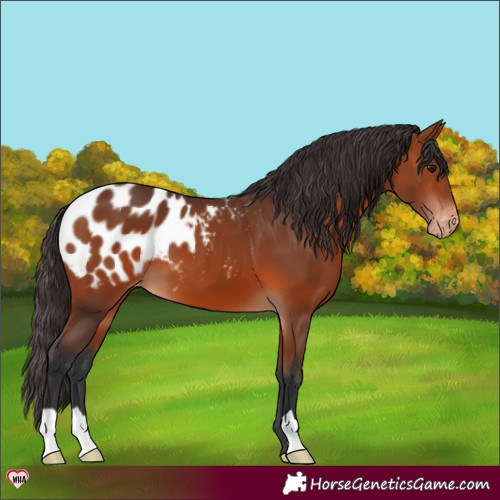 Horse Color:Bay Appaloosa 