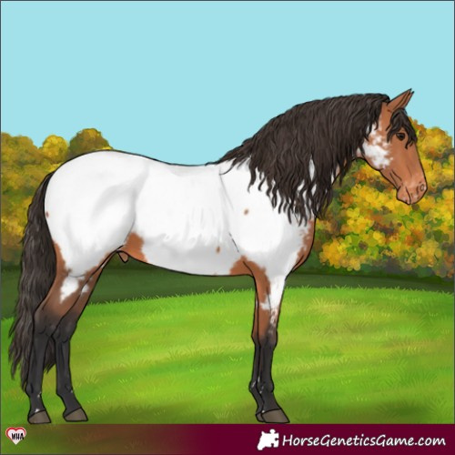 Horse Color:Bay Appaloosa 